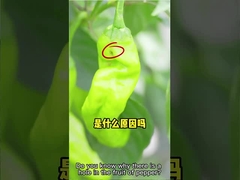 Farm Pest Cotton Whitefly Effective Insecticide HaNPV + Bacillus Thuringiensis