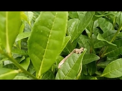 Çay geometrid zararlıları için etkili tarım ilacı EoNPV.Bt