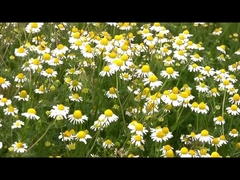 Natural Extract 1.5% Pyrethrin Home Pest Killer Insecticide For Cockroach Mosquito Fly Flea Ant