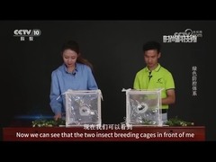 Comparison of viral pesticides and chemical pesticides in killing of beet armyworn fall armywrom