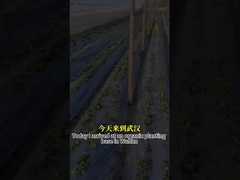 Geniş Spektrum Antifungal Etkinlik Mikrobiyal Ajan CY30 Bitki Büyümesini Artırır Kök Çürümesini İyileştirir