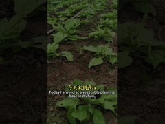 Yüksek Verimli Biyolojik Böcek Öldürücü böcek virüsü SeNPV ve Bacillus Thuringiensis