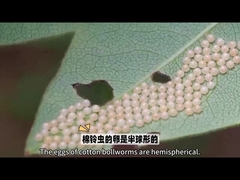 Biyo Pesticide Çok ünlü Biyo Pesticide HaNPV.Bt'dir.