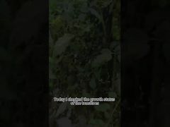 Domates geç yanıklığı biyolojik pestisit Bitki geç yanıklığı biyolojik kontrolü