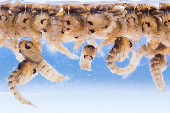 Biological Mosquito Killer with Mosquito Densovirus (MDV) and Bacillus thuringiensis subsp Israel (BTi) for Low Toxicity Larvae Control