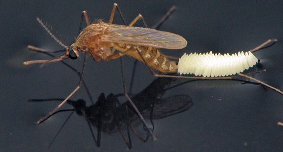 Biological Mosquito Killer with Mosquito Densovirus (MDV) and Bacillus thuringiensis subsp Israel (BTi) for Low Toxicity Larvae Control