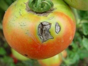 CY30 Fertilizer Promote N P K Absorption Mix with Pesticides Fungicides Increase Tomato Yield