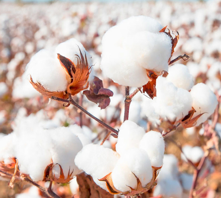 HaNPV Bt Bio Pesticide China Xinjiang Cotton Pests Killing Chilli Helicoverpa Assulta