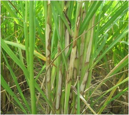 Protection Restoration Broad-spectrum Fungicide 6% Kasugamycin for Rice Disease Spray