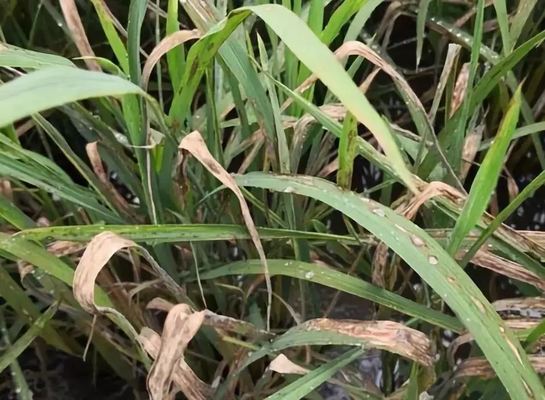 Control of rice leaf neck blast pesticide 6% Kasugamycin apply every 7-10 days