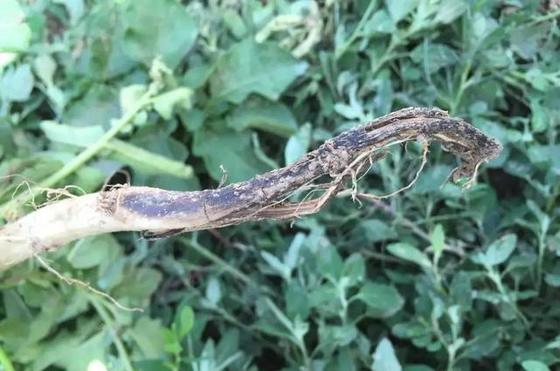 1000ml/bottle 6% Kasugamycin Fungicide Special for Rice Blast Disease Control Fruits 