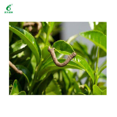 Fast-acting agent pesticide EoNPV Bt SC control population base of tea geometrid