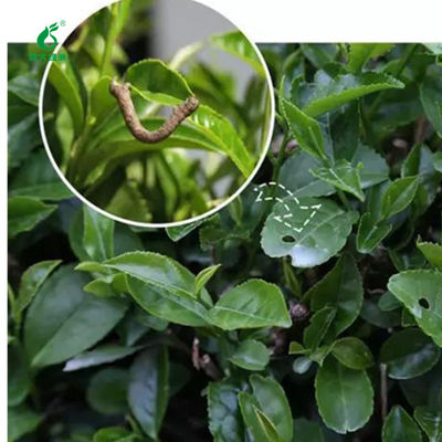Tea garden red black tea pests elimination organic pesticide without chemical residue safe to drink