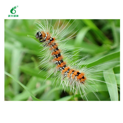 Fast-acting agent pesticide EoNPV Bt SC control population base of tea geometrid
