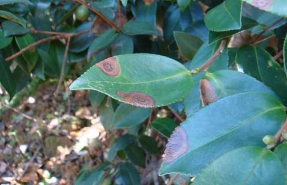 Prevent Cure Strawberry Root Rot Fertilizer Bacillus Velezensis Large Leaf Robust Seedling 