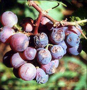 Plant Growth-promoting Fungicide Prevent Chlorosis Stiff Seedlings Against Plant Pathogen