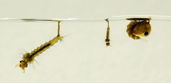 Biological Mosquito Insecticide with Mosquito Densovirus (MDV) and Bacillus thuringiensis subsp Israel (BTi) for Safe and Eco-Friendly Mosquito Larvae Control