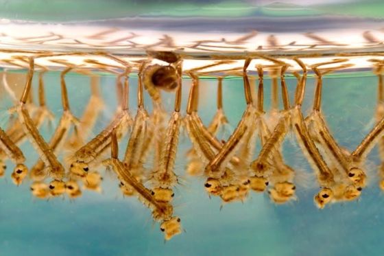 Biological Mosquito Insecticide with Mosquito Densovirus (MDV) and Bacillus thuringiensis subsp Israel (BTi) for Safe and Eco-Friendly Mosquito Larvae Control