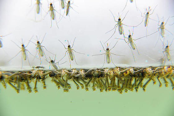 Biological Mosquito Killer with Mosquito Densovirus (MDV) and Bacillus thuringiensis subsp Israel (BTi) for Low Toxicity Larvae Control