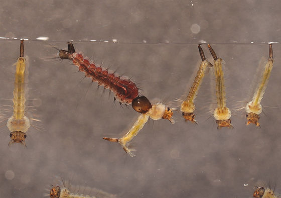 Biological Mosquito Killer with Mosquito Densovirus (MDV) and Bacillus thuringiensis subsp Israel (BTi) for Low Toxicity Larvae Control