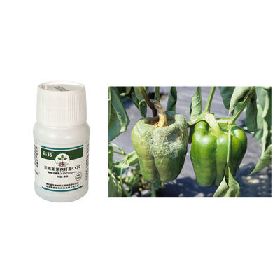 Economical Pesticide Bacillus velezensis Thick Green Leaves irrigation root blade spray tomato chili 