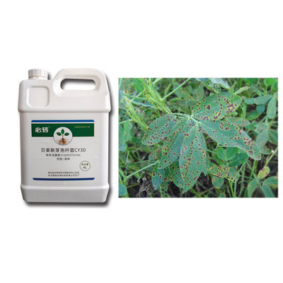 Bacillus Velezensis Biocide Robust Seedlings Large Leaves Irrigation Root Melon Tomato  