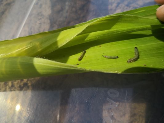 Organic Certified Maize Crop Pesticides for Larval Stage Fall Armyworm Control and Corn Protection
