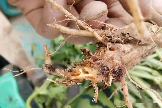 Bactericide Promote New Bud Germination Prevent Tea Grey Blight 300-500 Times Leaf Spray Bacillus velezensis 