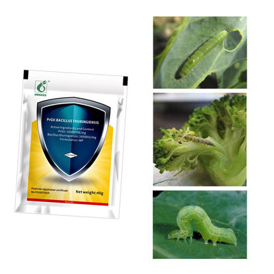 UNIOASIS PrGV + Bt Molluscicide Powder for Vegetable Pest and Cabbage Caterpillar Control with 10000 PIB/mg PrGV 16000IU/mg Bt